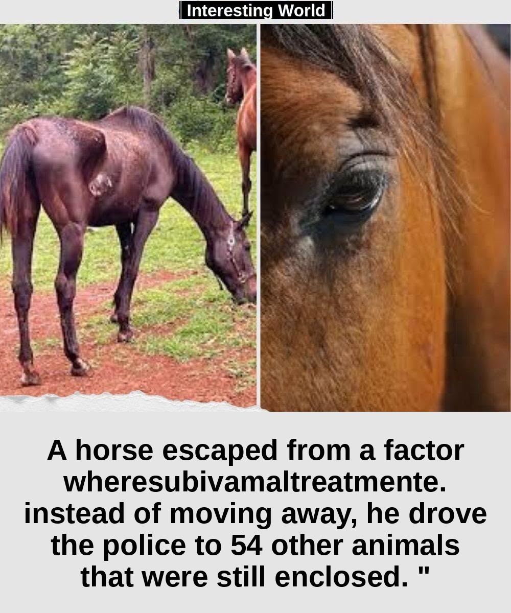 The police came to check out some dogs. But leading it to a much larger situation was a horse found free near the road.