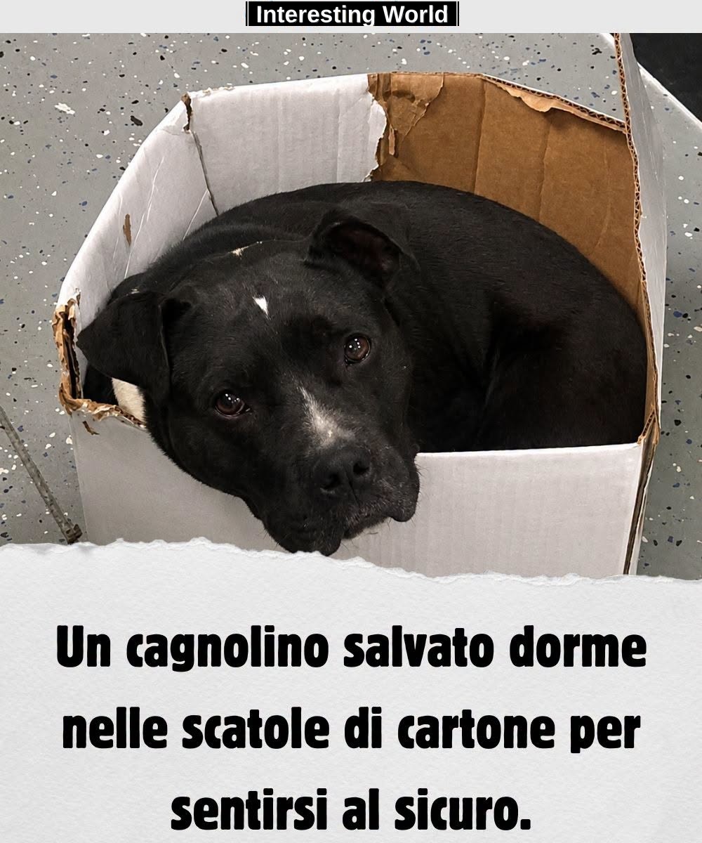 Every night they made him a soft bed. But he had already chosen where to feel safe.