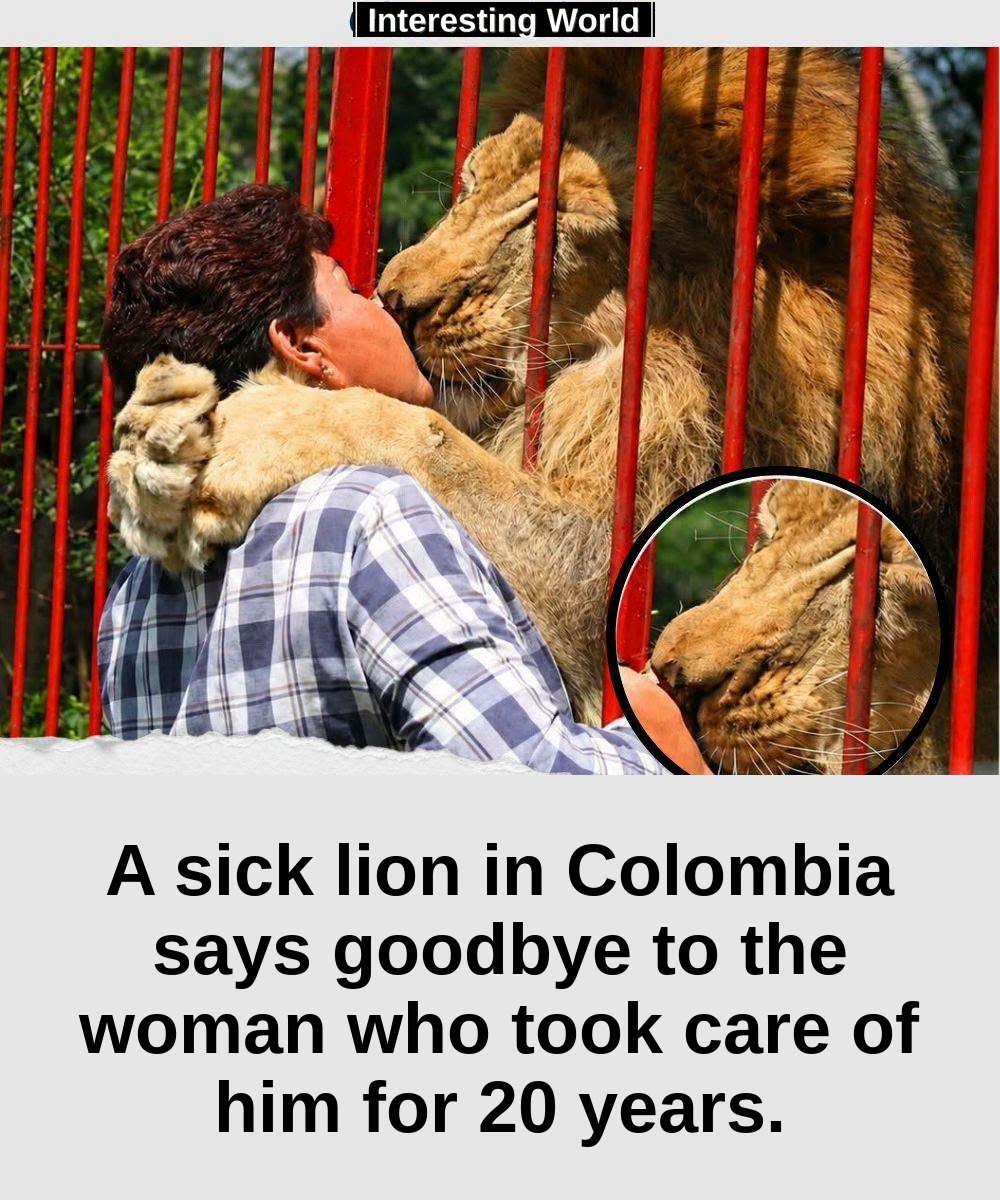 When Ana Julia Torres relives him, Júpiter was now very weak. Yet, according to those who attended the meeting, the lion