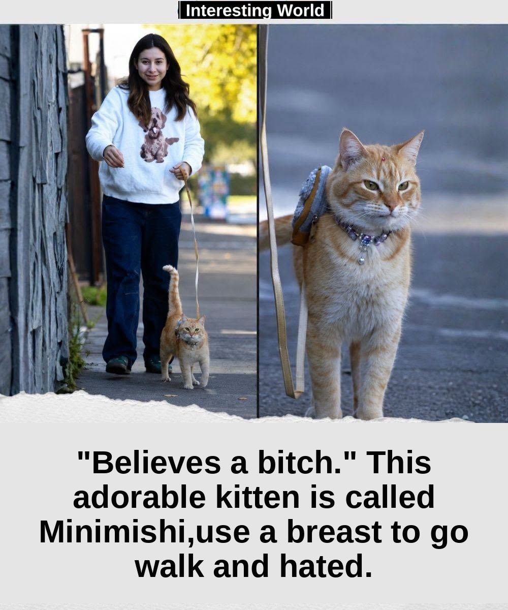 Minimishi is a cat. The problem is, growing surrounded by dogs, seems to have never received the information.