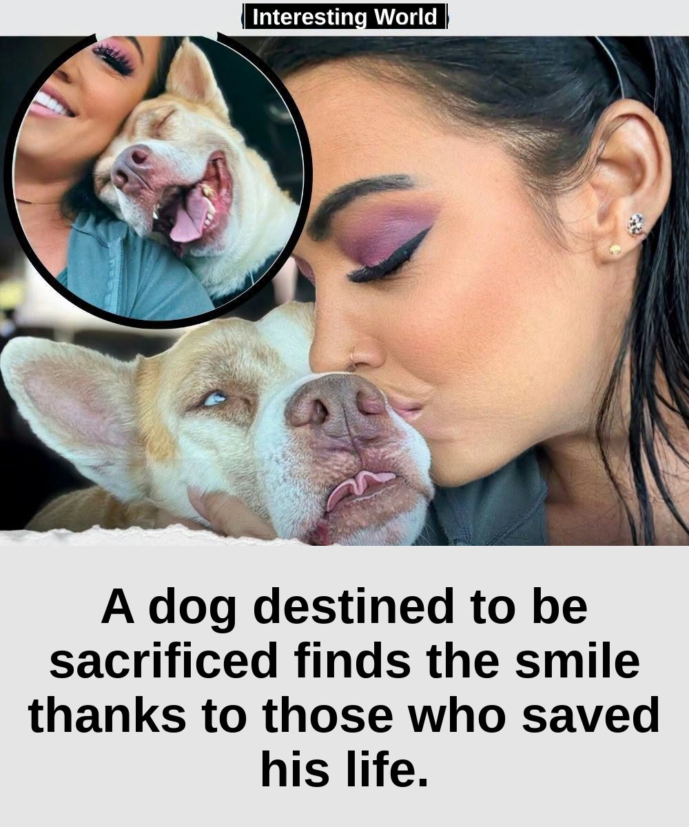Ricky didn't know he was abandoned. A man took him to the shelter saying he was a stray dog. But when the staff countere