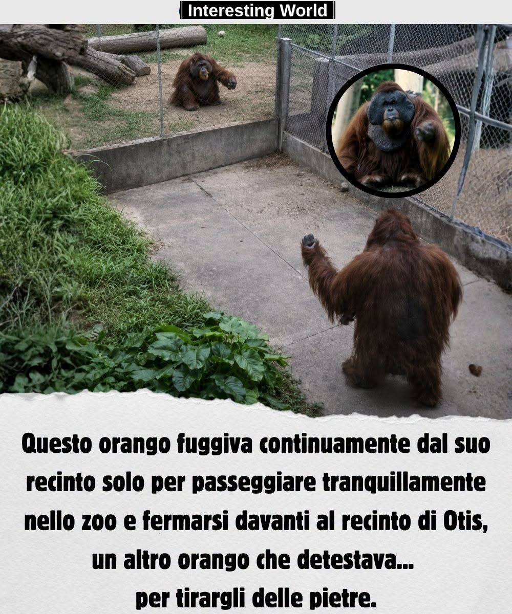 The other animals tried not to leave the fence. He seemed to consider it only a suggestion.
