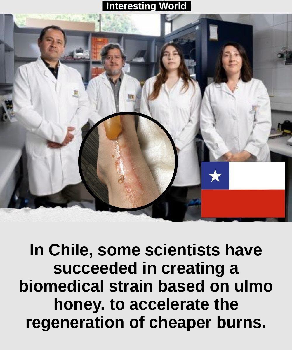 A honey produced in southern Chile could become something very different from a food: the basis of a material designed t