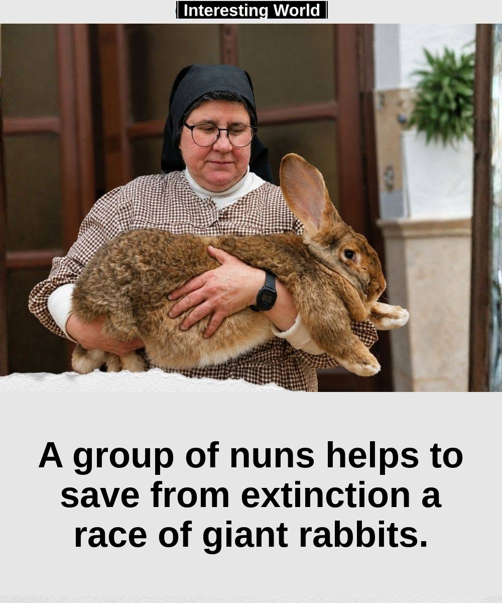 In a Spanish convent, ice creams and homemade cakes are helping to save a forgotten giant.