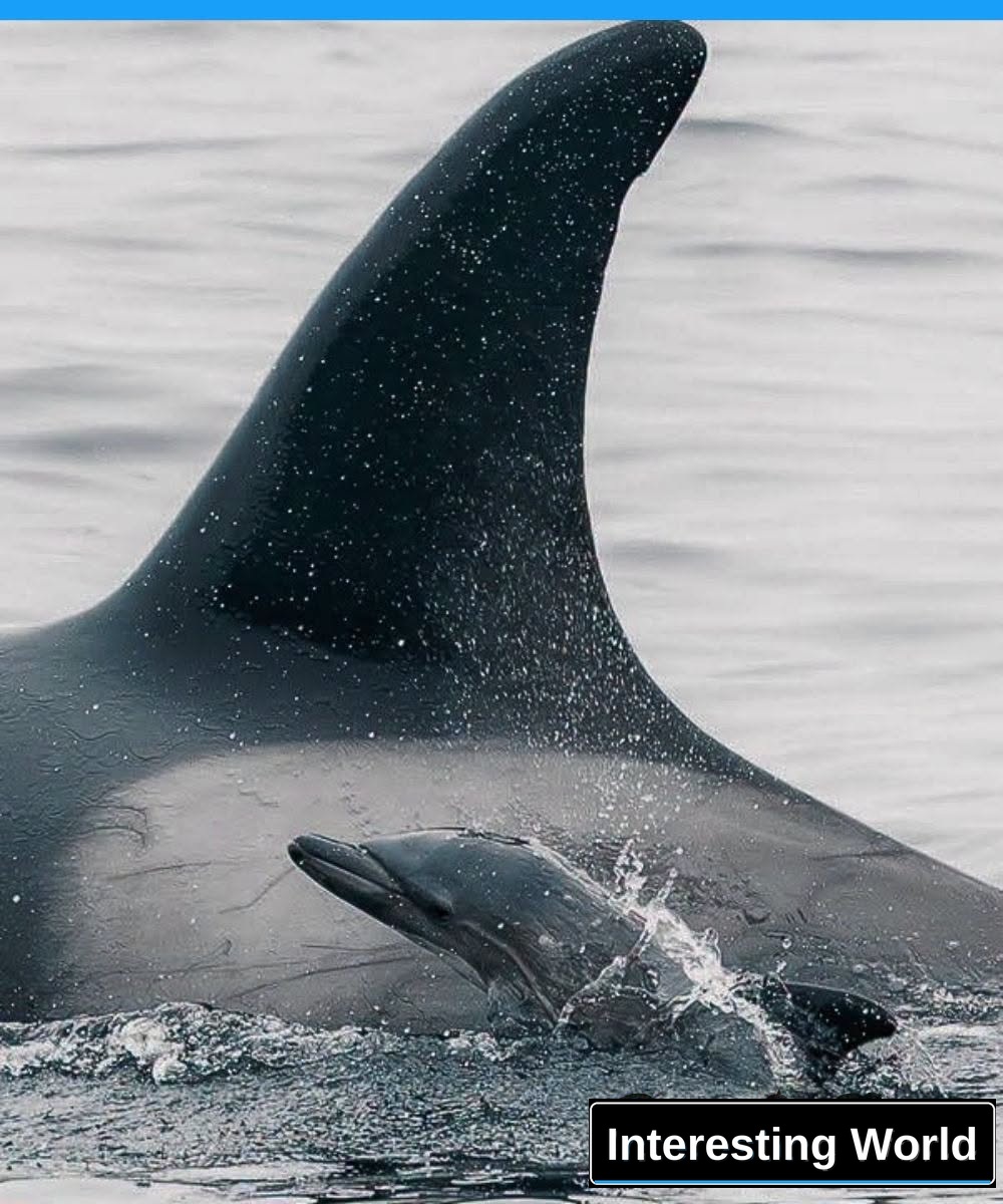 For five hours a newly-born dolphin remained next to the body of an orca. Shortly before, that same family of orcs was h