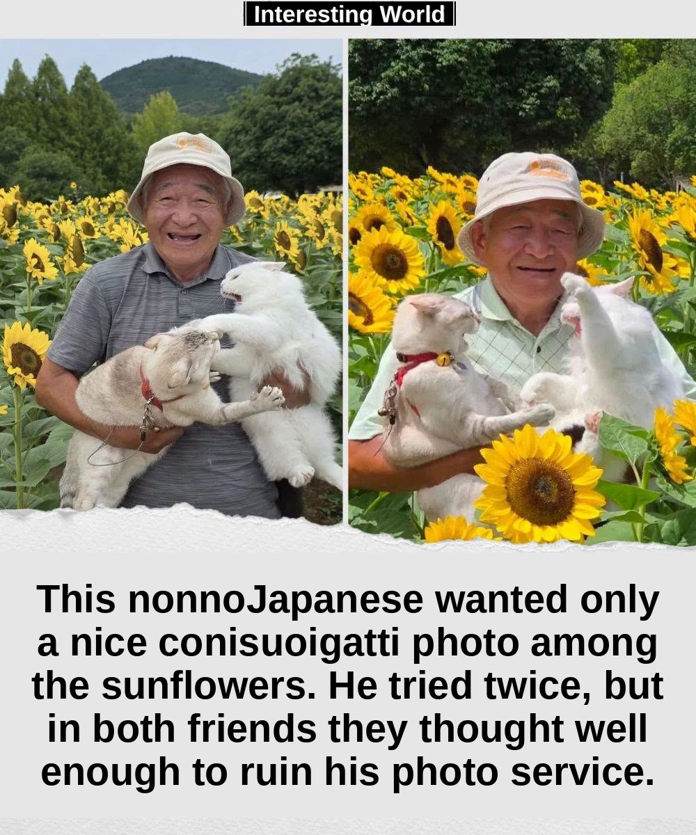 A field full of sunflowers.