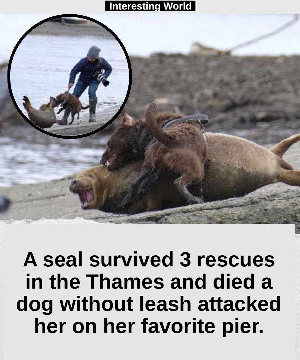 Freddie had already been saved three times. To mark his fate, finally, it was an episode that could have been avoided wi