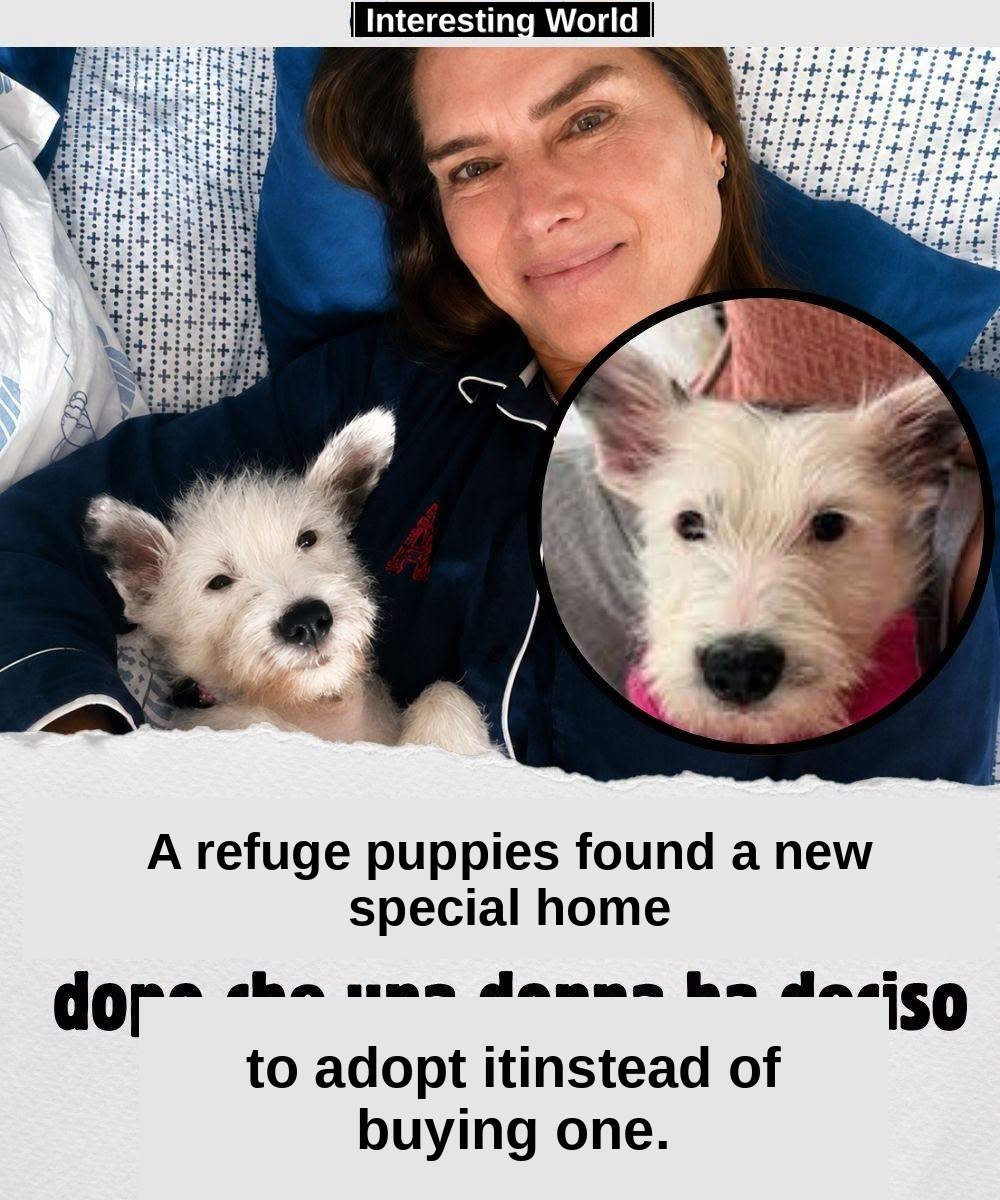 There was no spectacular rescue or emergency in front of the cameras. There was simply a dog in a shelter waiting to be 