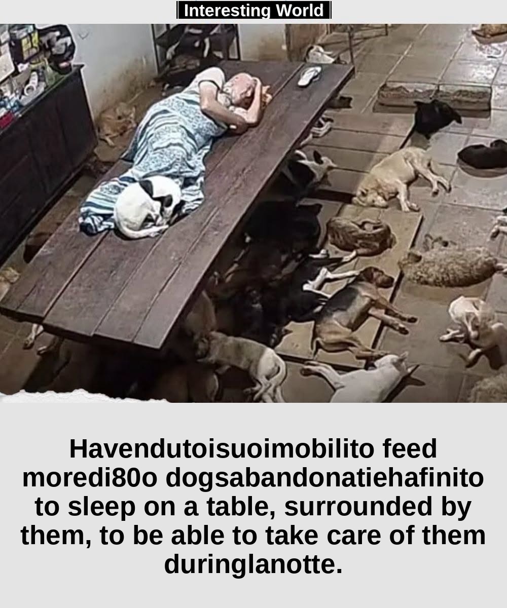 A volunteer attacked the shelter's cameras at night and saw something Antônio had never thought of showing anyone: he sl
