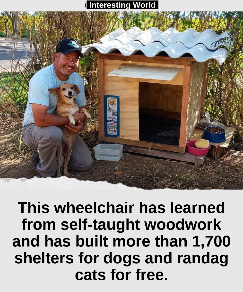 He couldn't work wood. He only knew that seeing dogs and cats sleeping in the rain and in the cold, without shelter, he 