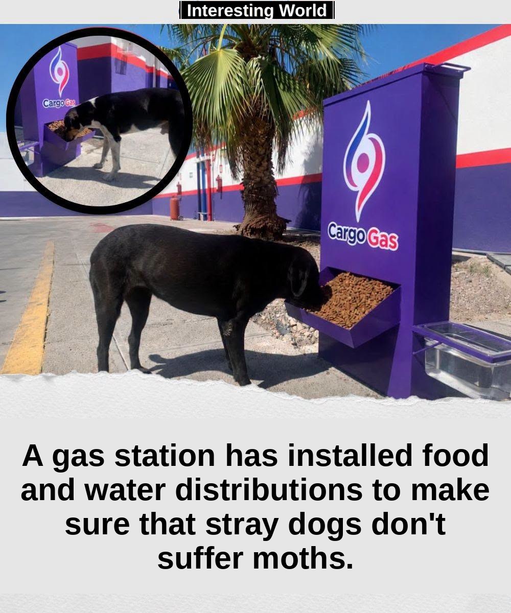 In a service station in Torreón there are not only cars. Sometimes they also come stray dogs, tired, hungry and looking 