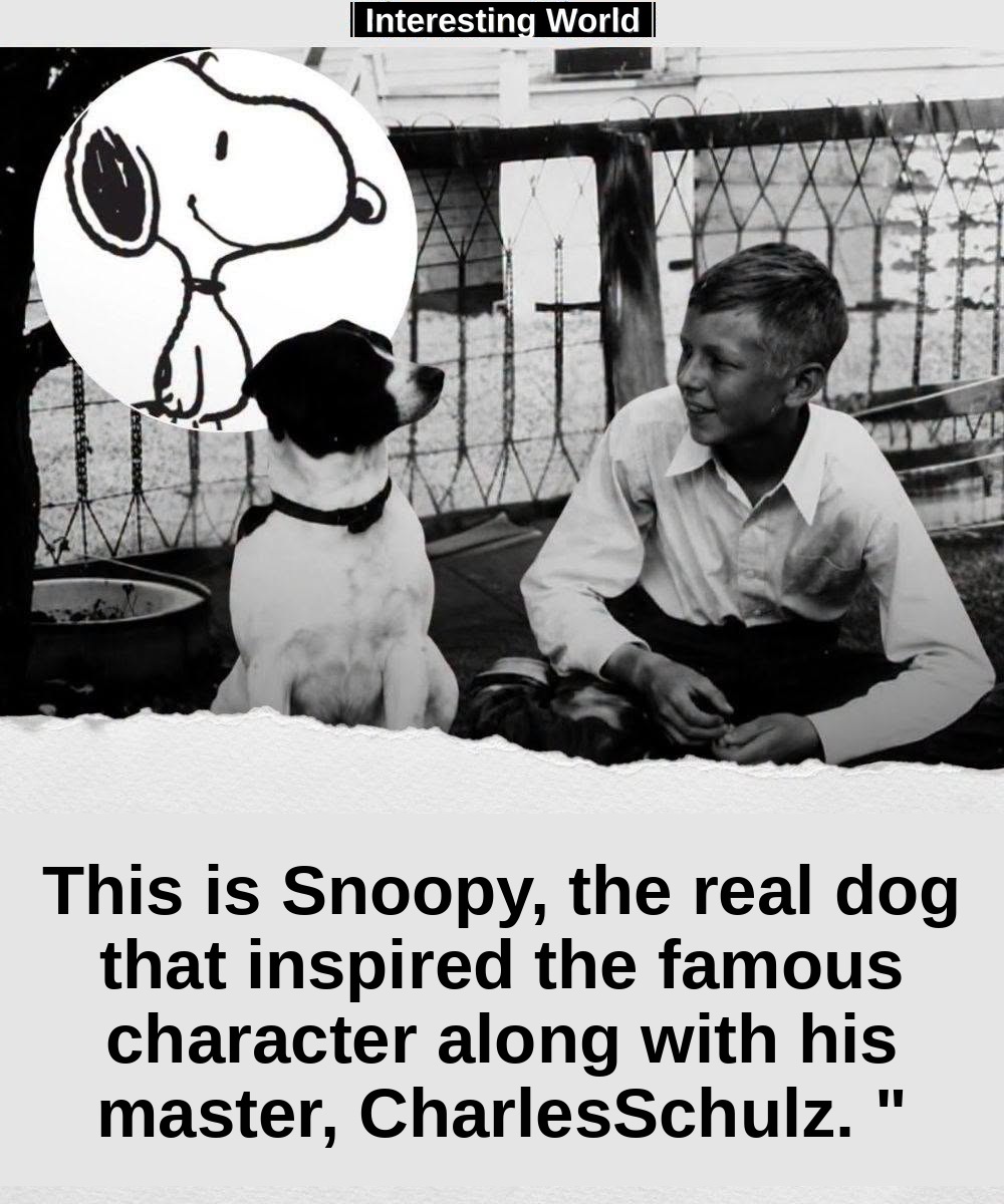 Before Snoopy, there was Spike: a real dog who accompanied Charles M. Schulz just as his dream of becoming a designer wa